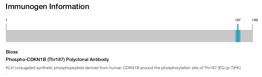 Phospho-CDKN1B (Thr187) Polyclonal Antibody
