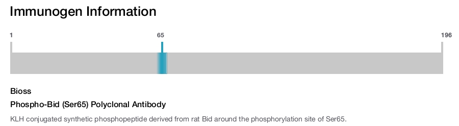 Phospho-Bid (Ser65) Polyclonal Antibody
