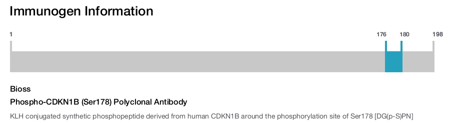 Phospho-CDKN1B (Ser178) Polyclonal Antibody