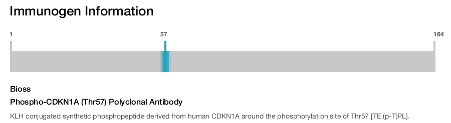 Phospho-CDKN1A (Thr57) Polyclonal Antibody