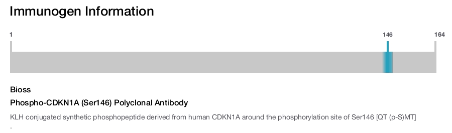 Phospho-CDKN1A (Ser146) Polyclonal Antibody