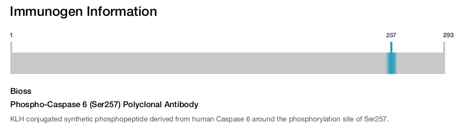 Phospho-Caspase 6 (Ser257) Polyclonal Antibody
