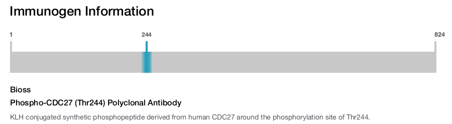 Phospho-CDC27 (Thr244) Polyclonal Antibody