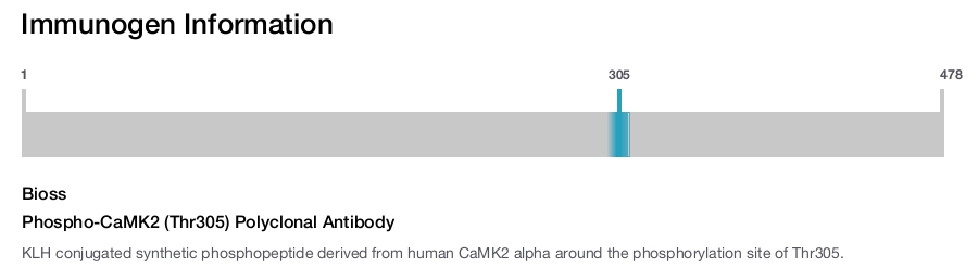 Phospho-CaMK2 (Thr305) Polyclonal Antibody
