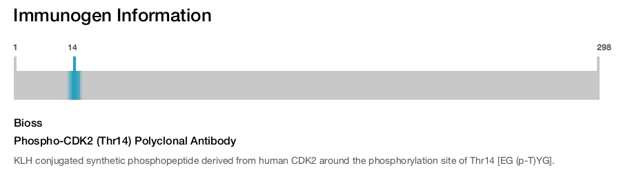 Phospho-CDK2 (Thr14) Polyclonal Antibody