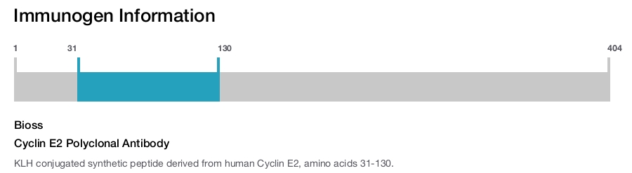 Cyclin E2 Polyclonal Antibody