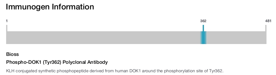 Phospho-DOK1 (Tyr362) Polyclonal Antibody