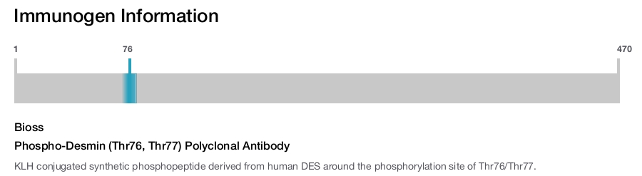 Phospho-Desmin (Thr76, Thr77) Polyclonal Antibody