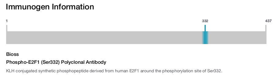 Phospho-E2F1 (Ser332) Polyclonal Antibody
