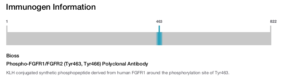 Phospho-FGFR1/FGFR2 (Tyr463, Tyr466) Polyclonal Antibody