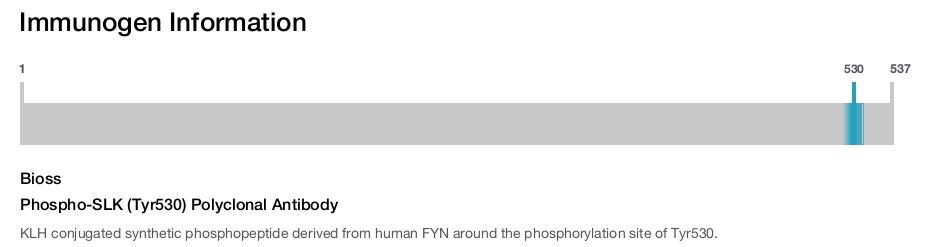Phospho-SLK (Tyr530) Polyclonal Antibody