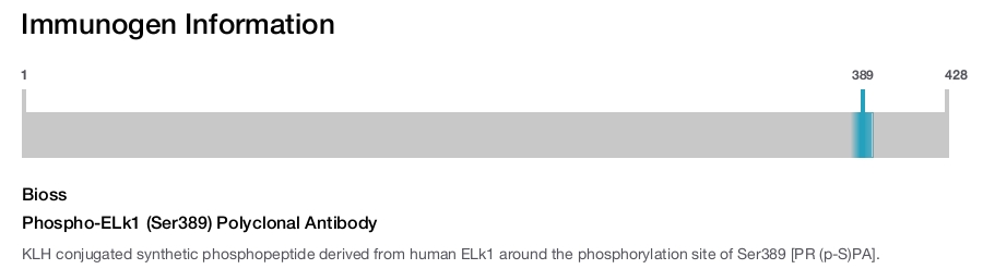 Phospho-ELk1 (Ser389) Polyclonal Antibody