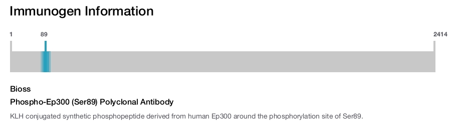 Phospho-Ep300 (Ser89) Polyclonal Antibody