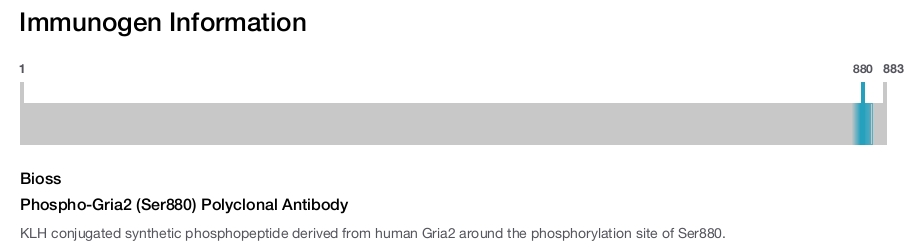 Phospho-Gria2 (Ser880) Polyclonal Antibody