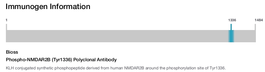 Phospho-NMDAR2B (Tyr1336) Polyclonal Antibody