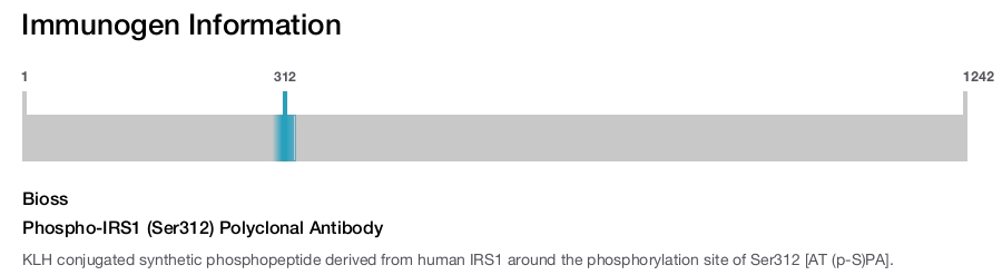 Phospho-IRS1 (Ser312) Polyclonal Antibody