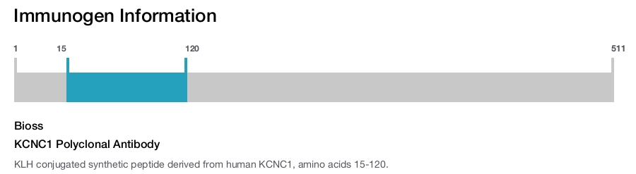 KCNC1 Polyclonal Antibody