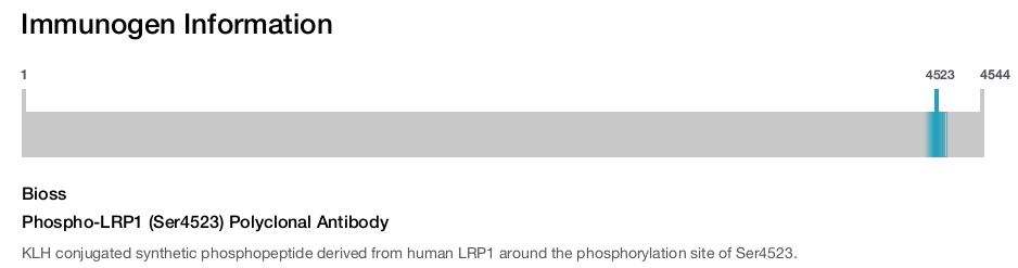 Phospho-LRP1 (Ser4523) Polyclonal Antibody
