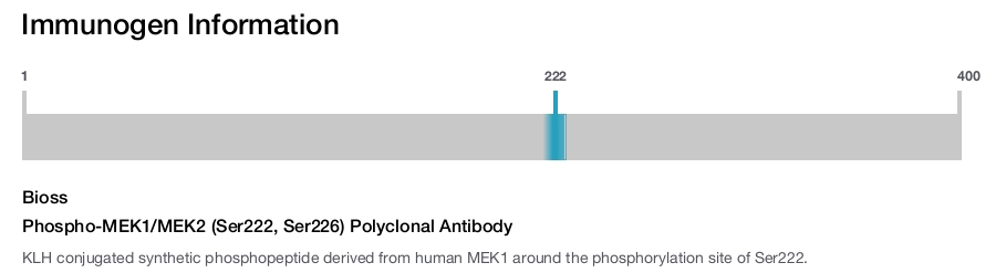 Phospho-MEK1/MEK2 (Ser222, Ser226) Polyclonal Antibody