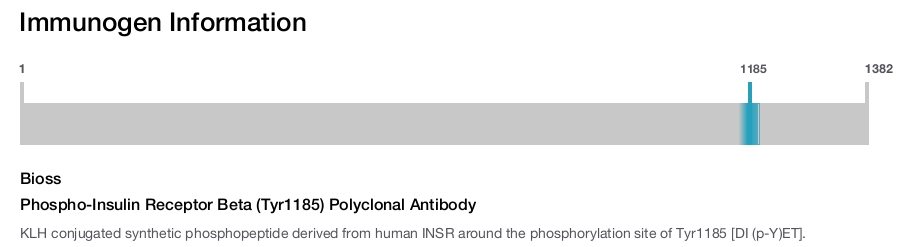 Phospho-Insulin Receptor Beta (Tyr1185) Polyclonal Antibody