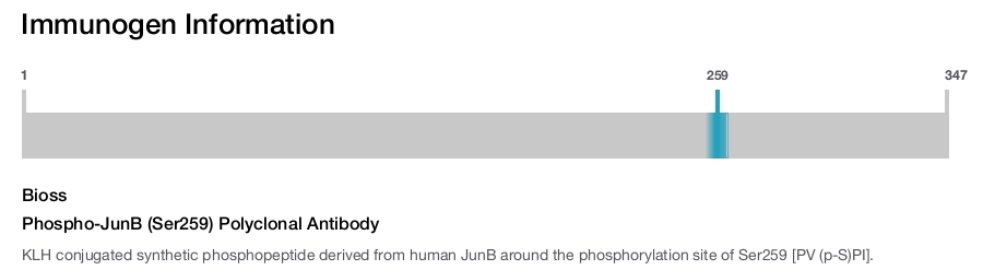Phospho-JunB (Ser259) Polyclonal Antibody