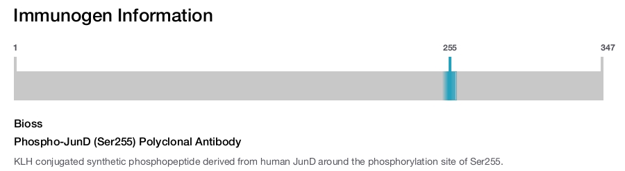 Phospho-JunD (Ser255) Polyclonal Antibody