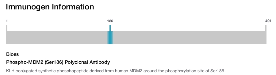 Phospho-MDM2 (Ser186) Polyclonal Antibody