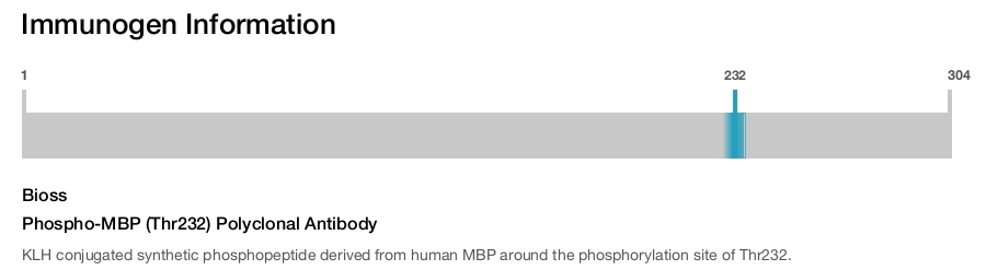Phospho-MBP (Thr232) Polyclonal Antibody