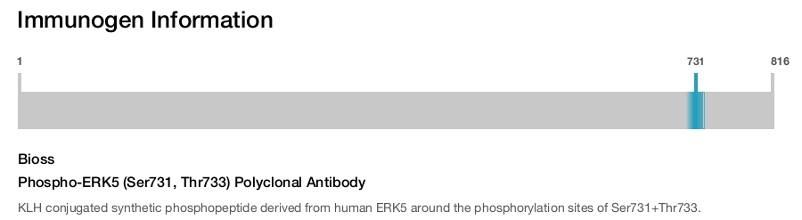 Phospho-ERK5 (Ser731, Thr733) Polyclonal Antibody