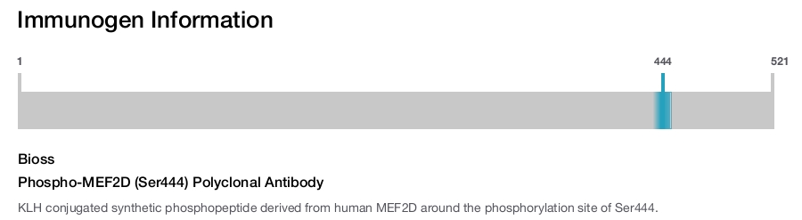 Phospho-MEF2D (Ser444) Polyclonal Antibody