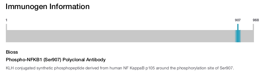 Phospho-NFKB1 (Ser907) Polyclonal Antibody
