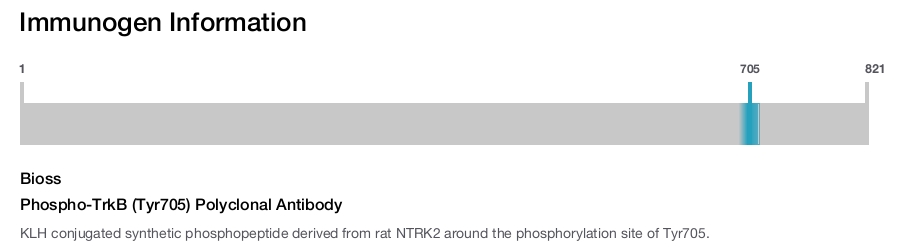 Phospho-TrkB (Tyr705) Polyclonal Antibody