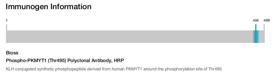 Phospho-PKMYT1 (Thr495) Polyclonal Antibody, HRP