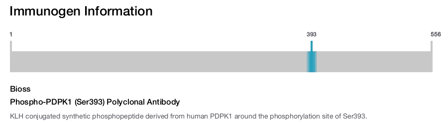 Phospho-PDPK1 (Ser393) Polyclonal Antibody