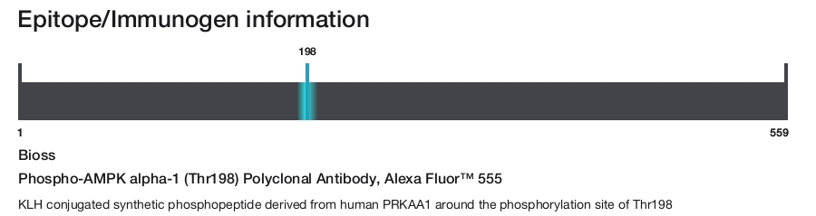 Phospho-AMPK alpha-1 (Thr198) Polyclonal Antibody, Alexa Fluor&trade; 555
