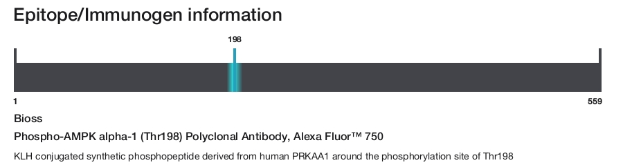 Phospho-AMPK alpha-1 (Thr198) Polyclonal Antibody, Alexa Fluor&trade; 750