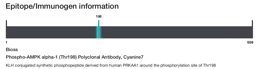 Phospho-AMPK alpha-1 (Thr198) Polyclonal Antibody, Cyanine7