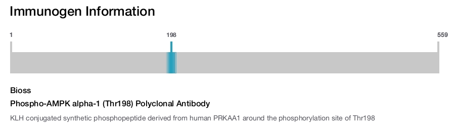 Phospho-AMPK alpha-1 (Thr198) Polyclonal Antibody