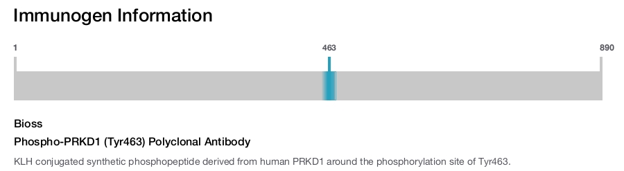 Phospho-PRKD1 (Tyr463) Polyclonal Antibody