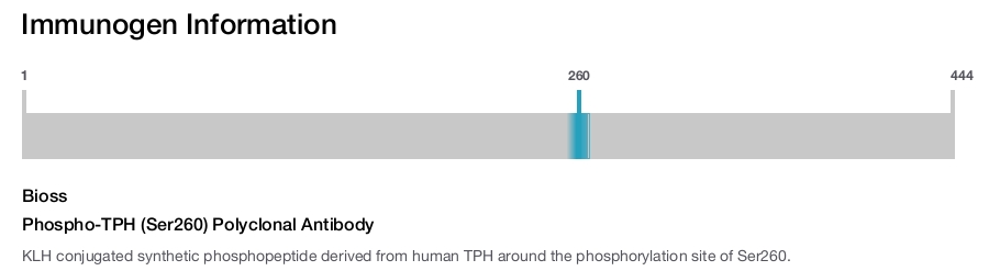 Phospho-TPH (Ser260) Polyclonal Antibody