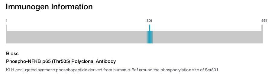 Phospho-NFKB p65 (Thr505) Polyclonal Antibody