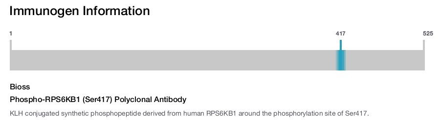 Phospho-RPS6KB1 (Ser417) Polyclonal Antibody