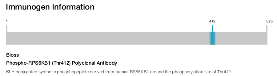 Phospho-RPS6KB1 (Thr412) Polyclonal Antibody