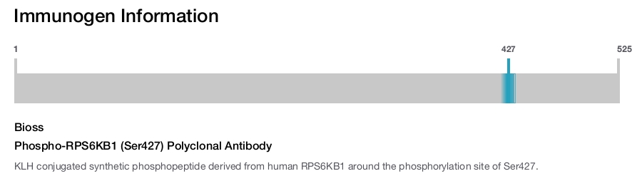 Phospho-RPS6KB1 (Ser427) Polyclonal Antibody