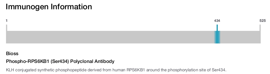 Phospho-RPS6KB1 (Ser434) Polyclonal Antibody