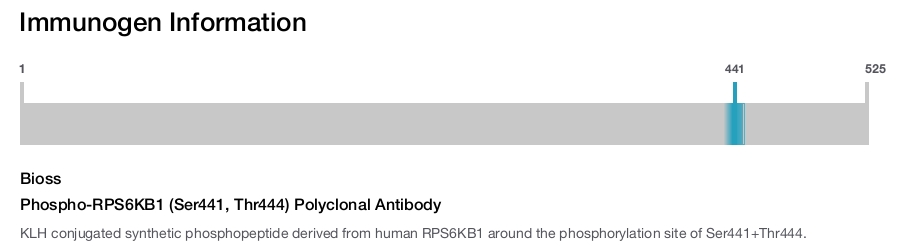 Phospho-RPS6KB1 (Ser441, Thr444) Polyclonal Antibody