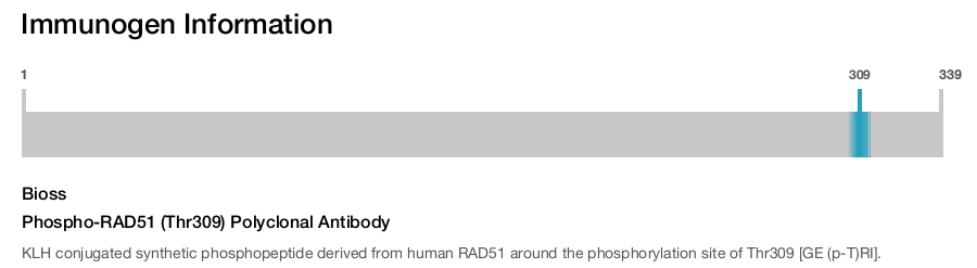 Phospho-RAD51 (Thr309) Polyclonal Antibody