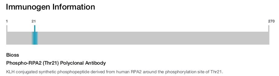 Phospho-RPA2 (Thr21) Polyclonal Antibody