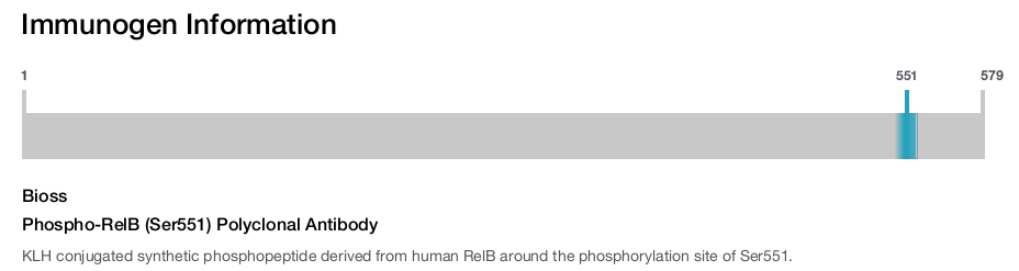 Phospho-RelB (Ser551) Polyclonal Antibody
