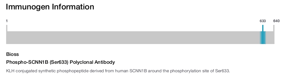 Phospho-SCNN1B (Ser633) Polyclonal Antibody